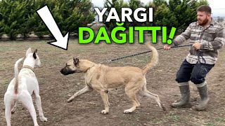 YENİ DEV ANADOLU ÇOBAN KÖPEĞİM EFSANE [upl. by Ycniuqed]