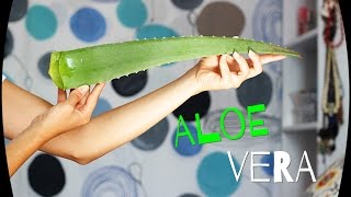 Mascarilla de aloe vera [upl. by Onailil]