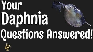 Daphnia Questions Answered [upl. by Weikert844]