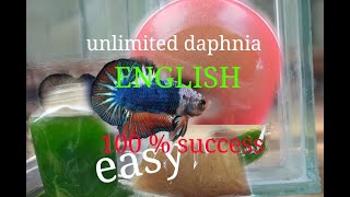 daphnia moina culture Easy way Unlimited production English  with sub Green water Chlorella [upl. by Ellehcan99]