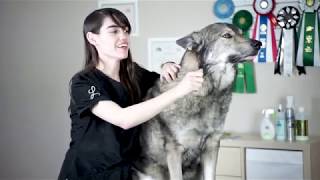 Groomer Explains How To Reduce Husky Shedding [upl. by Baggs]