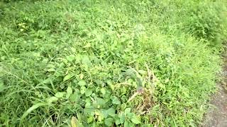 Paraquat Herbicide Weedicide Demonstration [upl. by Assennav264]