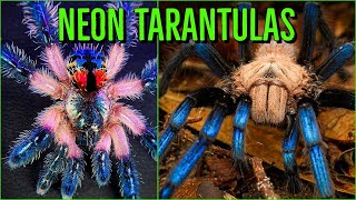 Top 10 COLORFUL Tarantulas  Beautiful Jewel Spiders [upl. by Lee]