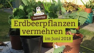 Erdbeeren selbst vermehren Ableger ziehen [upl. by Monteith68]