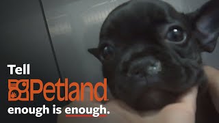 Shocking undercover investigation at Petland [upl. by Fondea]