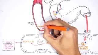 Bilirubin Metabolism [upl. by Temme]