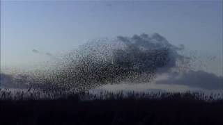 Starling Murmurations [upl. by Aicre300]