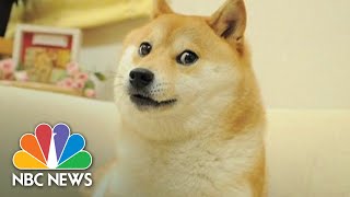 Iconic Dogecoin Dog Meme To Be Auctioned Off As NFT [upl. by Carmina871]