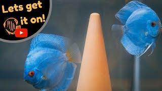 How to breed Discus  My breeding setup [upl. by Donia]