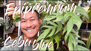 Epipremnum Cebu Blue care and propagation with updates [upl. by Martijn]