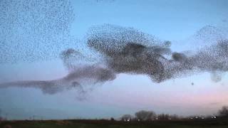 Starling Murmuration Natomas Sacramento California [upl. by Dwan502]