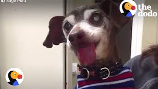 Dog Abused at Puppy Mill Goes Viral Gets Rescued  The Dodo [upl. by Wahkuna]