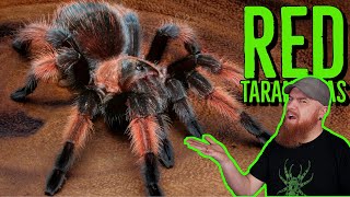 Top 10 RED Tarantulas that YOU NEED [upl. by Bounds]