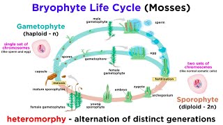 Bryophytes and the Life Cycle of Plants [upl. by Jennilee]