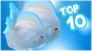 Top 10 Famous Discus Fish Variety in the World [upl. by Yggam986]