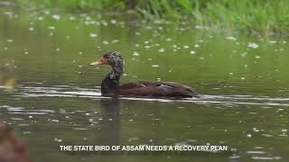 Deo Hanh The Divine Duck [upl. by Ybrek]