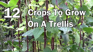 Vertical Gardening  12 Vegetables That Can Be Grown On A Trellis [upl. by Charlot]