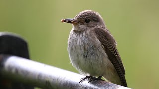 Nesting Spotted Flycatchers  Muscicapa striata  British Birding [upl. by Oicnedurp]