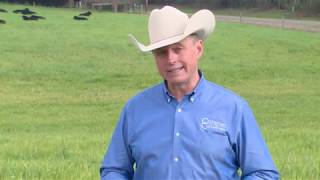 Which Option for Pasture Weed Control Offers the Best ROI [upl. by Oxford816]