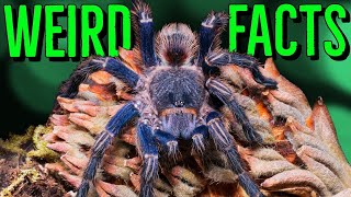 10 STRANGE Tarantulas FACTS You Wont Believe [upl. by Orvil]