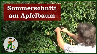 Apfelbaum Sommerschnitt [upl. by Charita577]