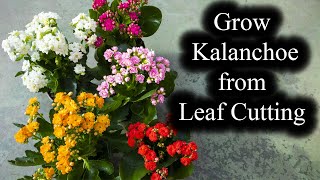 How to Grow Kalanchoe from Leaf Cutting  Full Guide [upl. by Luke594]