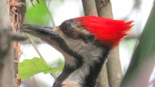 Pileated Woodpecker Pecking [upl. by Notecnirp616]