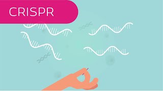 CRISPR in 4 Minuten erklärt [upl. by Osnofedli]