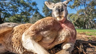 Buff Kangaroo Gets Girls by Flexing Muscles [upl. by Millan]