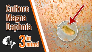 How to culture DAPHNIA MAGNA  The easy way [upl. by Eudora]