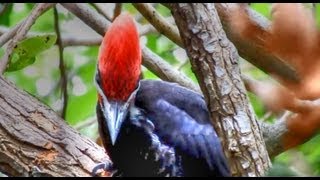 Pileated Woodpeckers Amazing Calls [upl. by Urian]