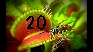 Top 20  Venus flytrap  Venusfliegenfalle [upl. by Weinreb]