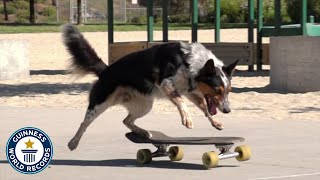 Fastest Skateboarding Dog  Guinness World Records [upl. by Pleasant983]