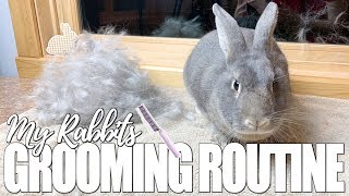 My Rabbits Grooming Routine [upl. by Carolyn]