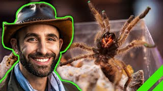 Why Coyote Peterson HASNT BEEN BIT By A Tarantula [upl. by Gnof]