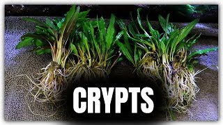 CRYPTS AND ANUBIAS  Planting 75g Aquarium [upl. by Ragnar]