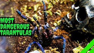 Top 10 Most DANGEROUS Tarantulas [upl. by Nylrehs353]