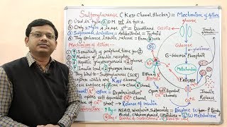 Diabetes Mellitus Part10 Mechanism of Action of Sulfonylurease  Antidiabetic Drugs  Diabetes [upl. by Ysabel]