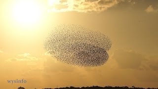 Wysinfo  Dance of the Starlings  Murmuration at Sunset [upl. by Korrie]