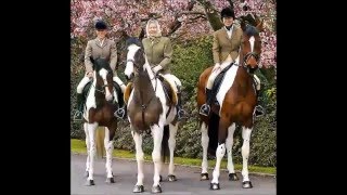 Queen Elizabeth and Horses [upl. by Aneehsal]