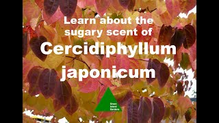 Cercidiphyllum japonicum  The Katsura Tree [upl. by Goltz]