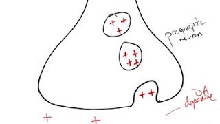 Antipsychotic Drug Mechanism [upl. by Anyer]