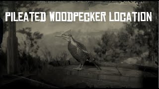 RDR2 Pileated Woodpecker Location SPAWN LOCATION [upl. by Jessy]