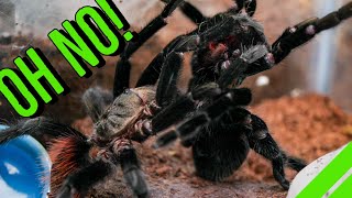 INTENSE Tarantula Breeding GONE WRONG [upl. by Ariom151]