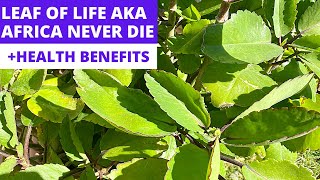 LEAF OF LIFE  Miracle Leaf  Bryophyllum Pinnatum  Africa Never Die  Health Benefits [upl. by Eugatnom]