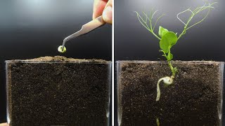 Growing Pea Time Lapse [upl. by Dagney45]