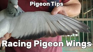 Looking at a Pigeons Wing  Racing Pigeon Tips for Beginners [upl. by Clayborne162]