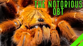 Orange Baboon Tarantula OBT Pterinochilus murinus Care amp Husbandry [upl. by Kisor]