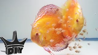 HOW TO Breed Discus fish [upl. by Teeter804]