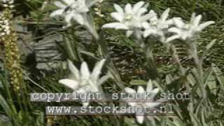 Edelweiss Leontopodium alpinum [upl. by Amyas]